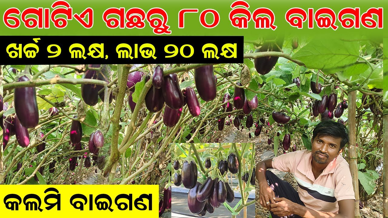 ଗୋଟିଏ କଲମି ଗଛରୁ ୮୦ କିଲ ବାଇଗଣ || How to Production 80 kg of brinjal from one grafted plant ?