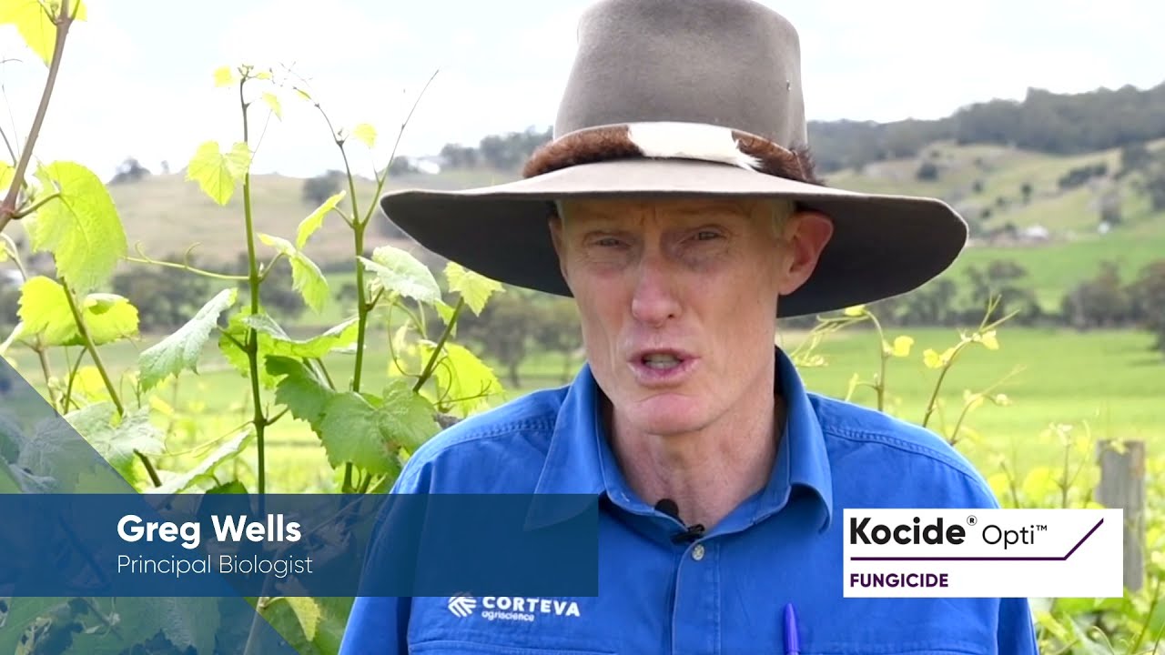 Kocide Opti - Protection against Downy Mildew