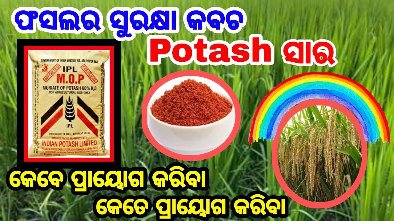 ଫସଲର ସୁରକ୍ଷା କବଚ Potash ସାର-  କେବେ ପ୍ରାୟୋଗ କରିବା -କେତେ ପ୍ରାୟୋଗ କରିବା Potash fertilizer