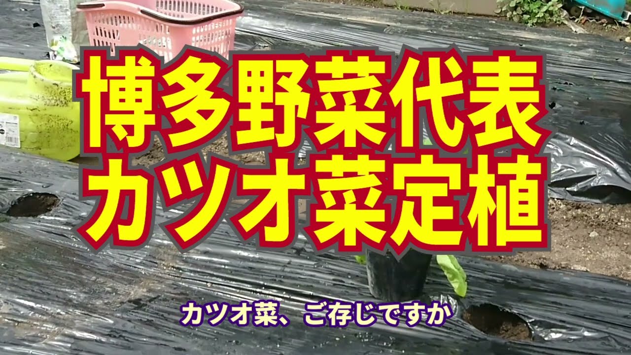 博多野菜「カツオ菜」の定植。ほぼ福岡地方地域限定の希少価値のある野菜を育ててみよう！10/11