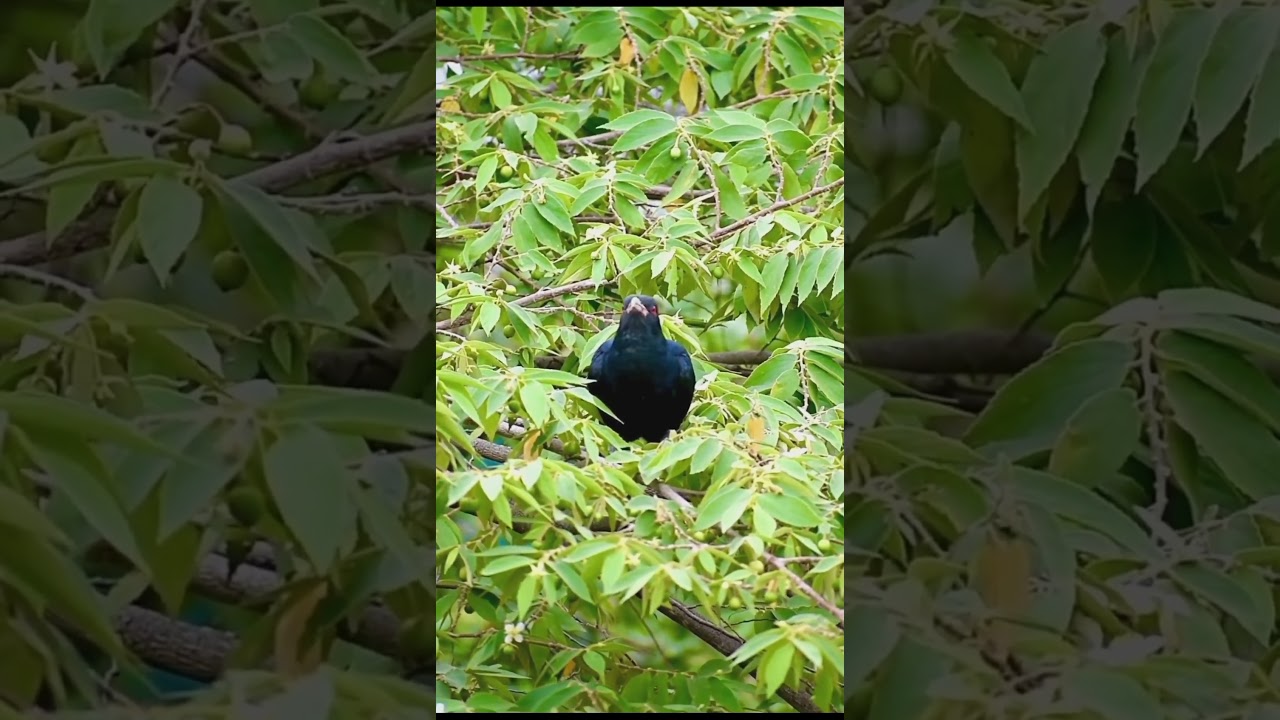 ASIAN QUAIL BIRD ! QUAIL BIRD SOUND !CUCKOO BIRD ! KOKO BIRD #YTSHORTS #BIRDS #SHORTVIDEOS!