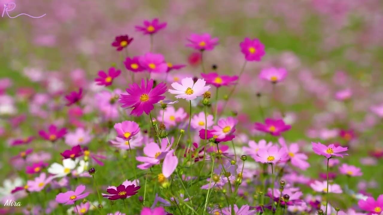 Deep Relaxing Piano Music with Nature Sounds & Positive Affirmations for Inner Peace 🌿