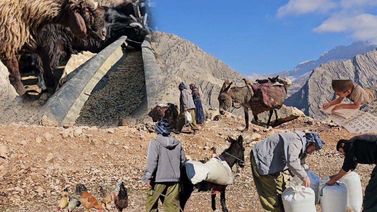 Nomadic Life in Iran: Buying Barley for Nomadic Livestock: Clever Nomads and Their Tricks🐐