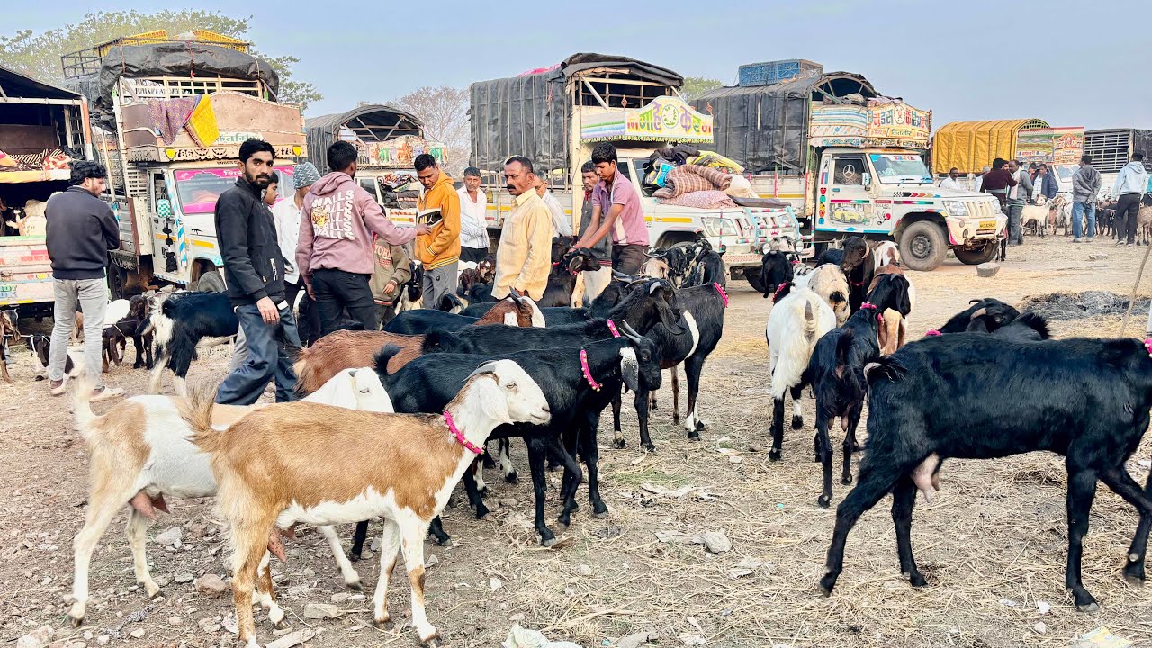 महाराष्ट्रातील सर्वात मोठा शेळ्या,मेंढ्या,कोंबडीचा बाजार | 14/02/2026 (शनिवार)चाकण बकरी बाजार अपडेट 