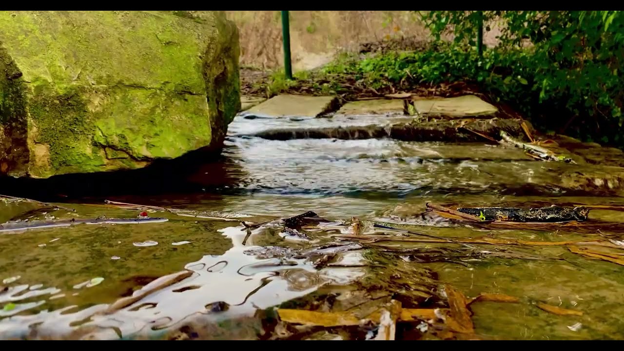Peaceful Woodlands Water Sounds | Deep Sleep | Study Meditation