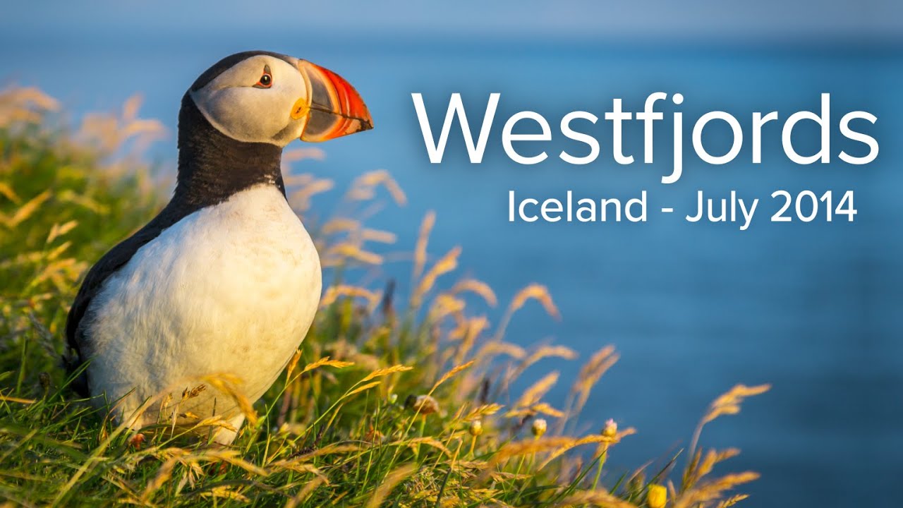 Iceland Part 3 - Westfjords and the Látrabjarg Bird Cliffs to see Puffins.