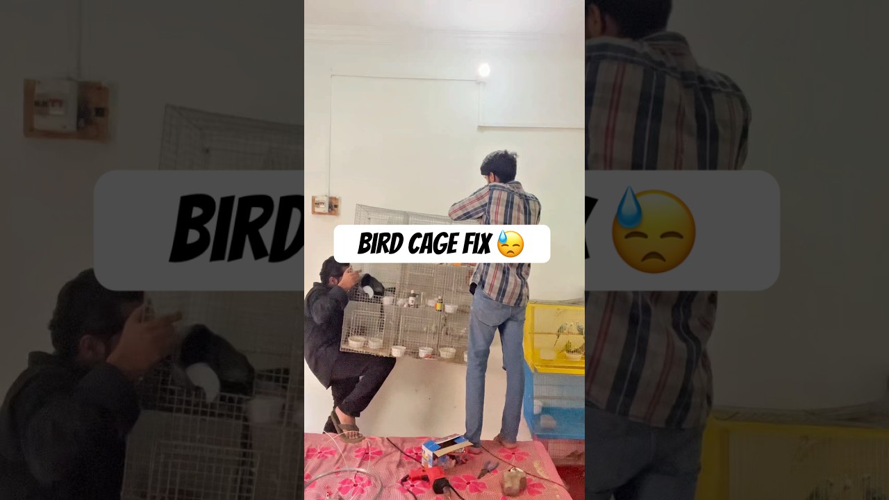 Cage fix 🫡kardiya is wall per👌 #birds #petcage #birdsavairy #parrot #smallbirds #pets #lovebirds