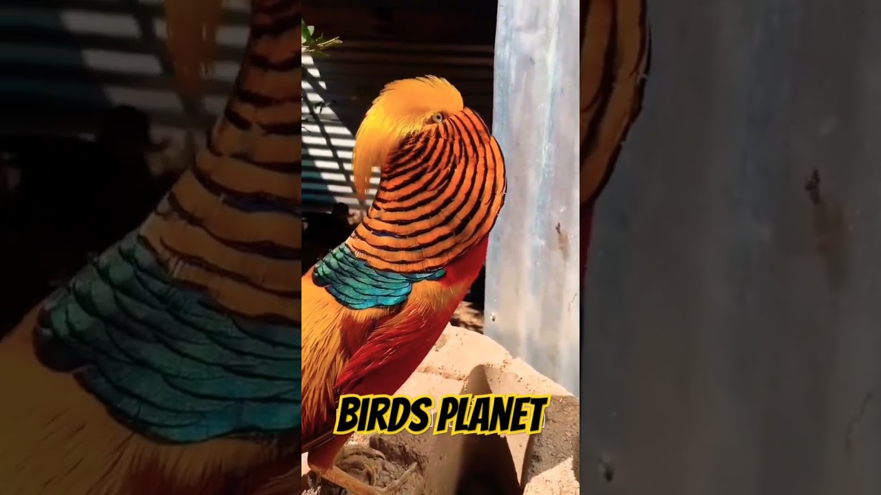 mashallah beautiful #birdsplanet #birds #coctail #parrots #subscribe #viral #bird #breadbox #mithu