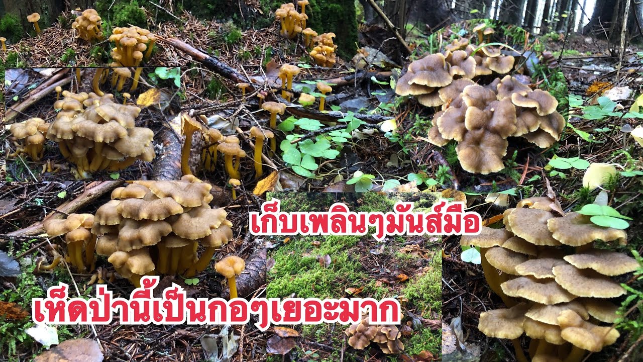 🍄15/10/19🍄เก็บเห็ดดำป่านี้เป็นกอๆ หยุมเอาหยุมเอามันส์มือมากๆ เยอะจริงๆ🍄Mushrooms🍄
