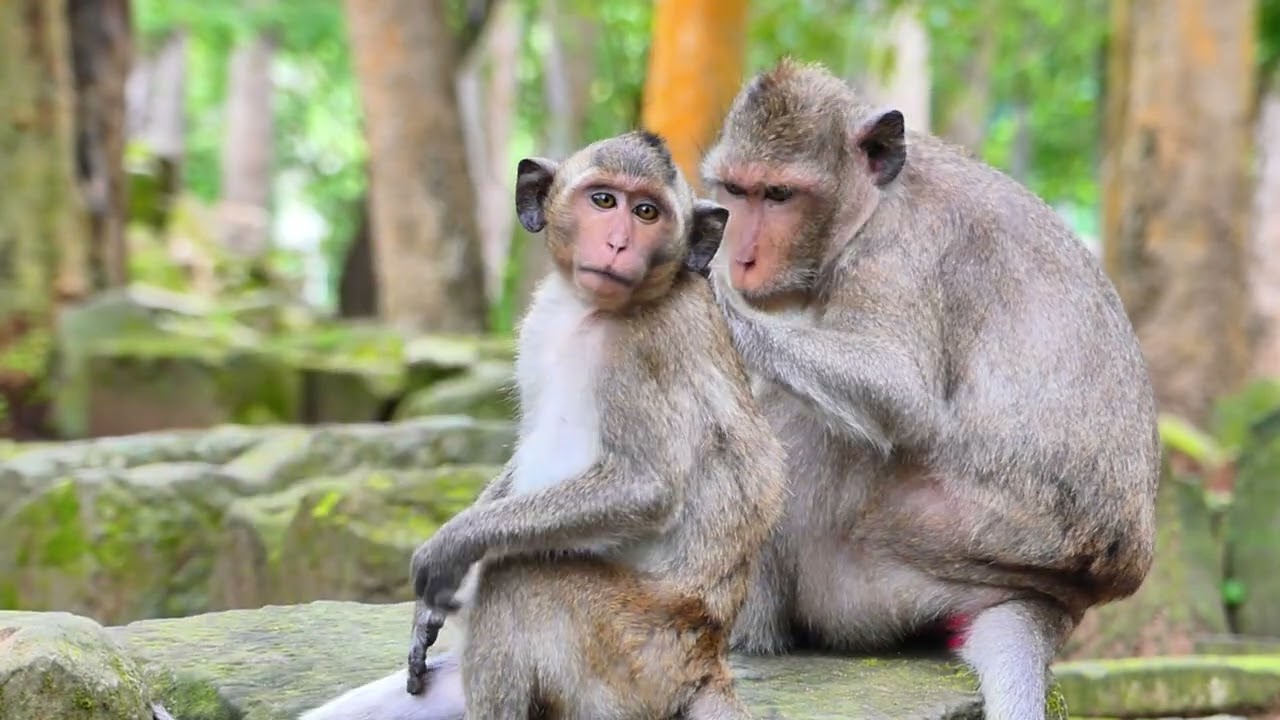 When monkey rest take on lice finding , treatment . nursing