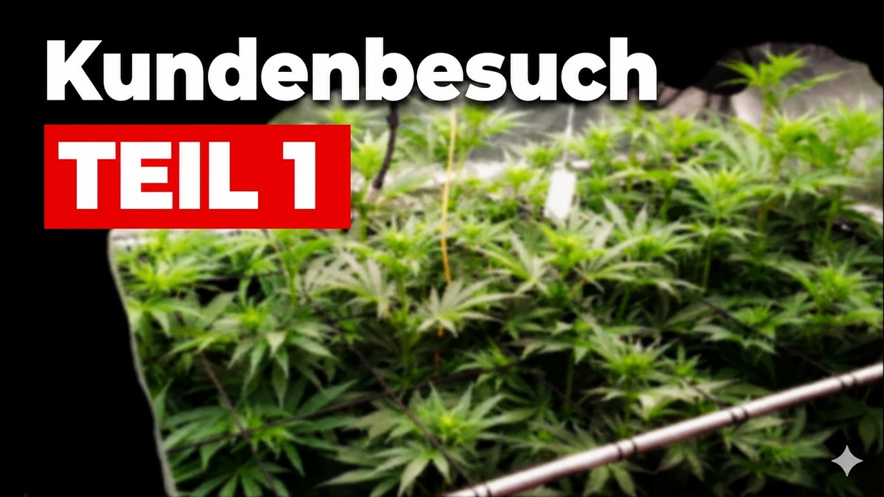 Besuch bei einem Kunden! 4 Pflanzen in Living Soil von Couple of Plants - Einblick in einen Homegrow