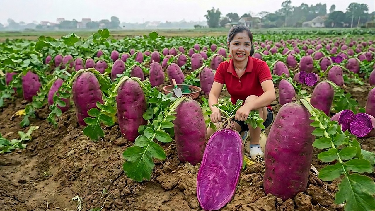 [REWIND TIMELAPSE] 266 Days Harvesting A Lot Of Purple Sweet Potato, Eggplant, Bananas Go to market