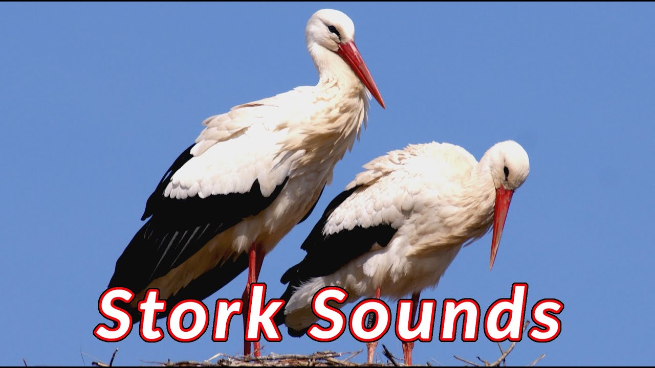 Stork Sounds - Stork bill-clapping