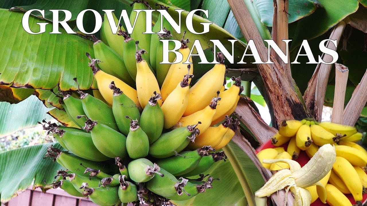 Three Year Bananas - Growing dwarf banana trees in your garden