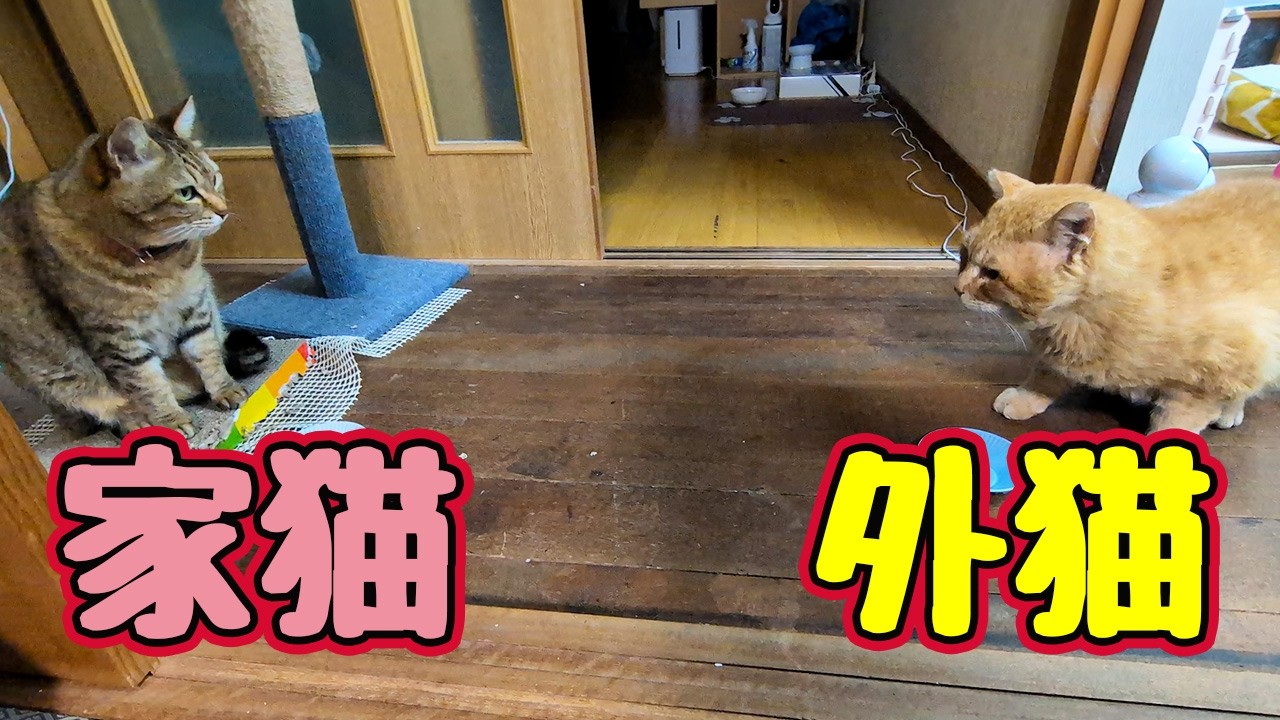 仲良く？おやつ【元野良猫】