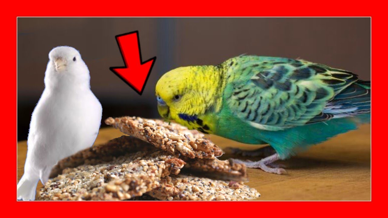 Ваши птицы будут любить это !! Домашнее птичье печенье 😱 Всего за 5 минут !!