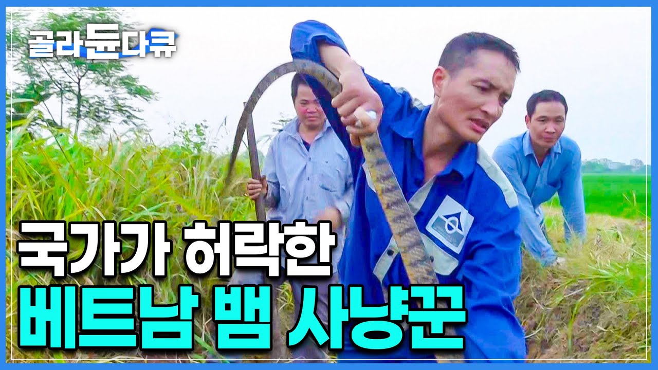 보호장비 1도 없이 코브라 맨손으로 잡는 거 실화. 뱀 잡고 생계 유지하는 베트남 정부가 허락한 뱀 사냥꾼들의 작업 스킬(ft. 독사 포획 과정)ㅣ해외 극한직업ㅣ#골라듄다큐