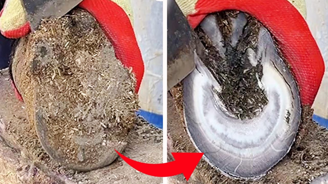 The master repaired the donkey's hoof simply and neatly, unzipped it!【Black Donkey Prince&ASMR hoof】