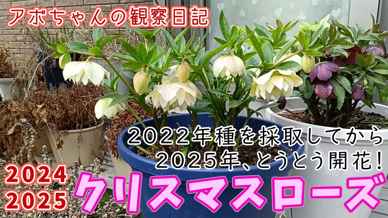 2024~2025年クリスマスローズ種蒔きから3年目いよいよ開花
