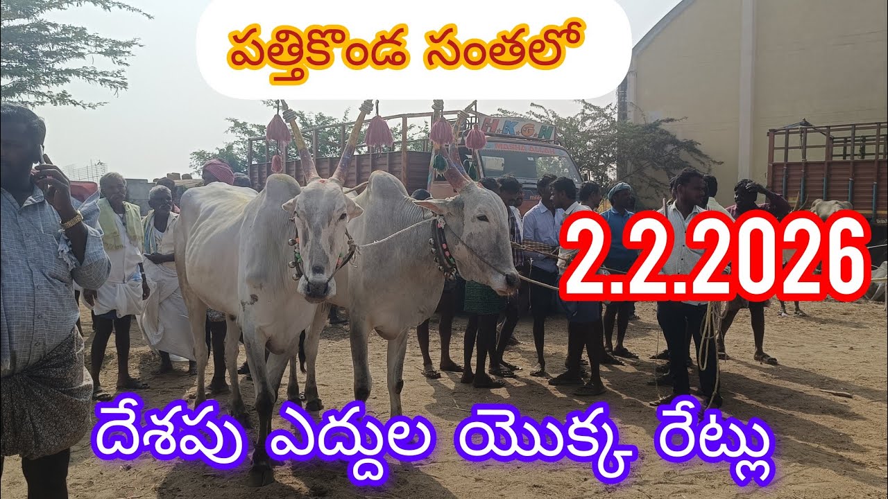 Pathikonda monday bulls market ##సోమవారం పత్తికొండ సంతలో దేశపు ఏద్దూలూ రేట్లు వాటి వివరాలూ 