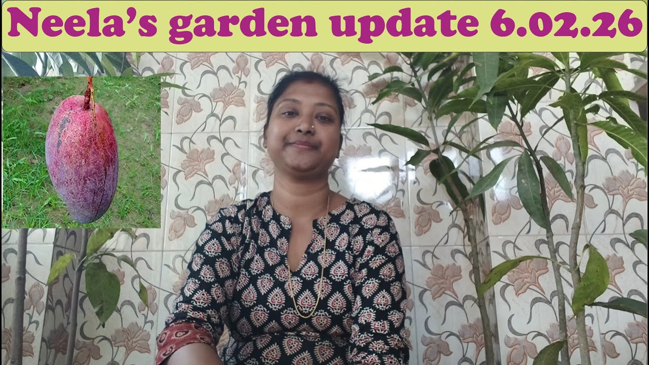 Neela's garden update 6 February 2026