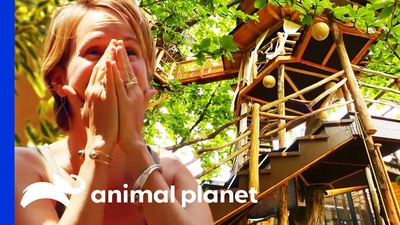 This Insane Hawaiian Treehouse Has A 60ft High Crows Nest! | Treehouse Masters