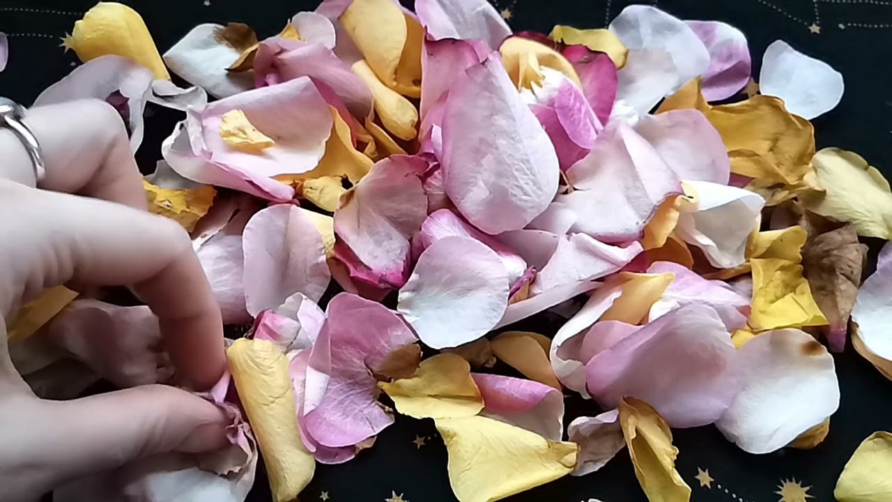 🌹Rose Petals Energy Reading // Your New Era of Love!