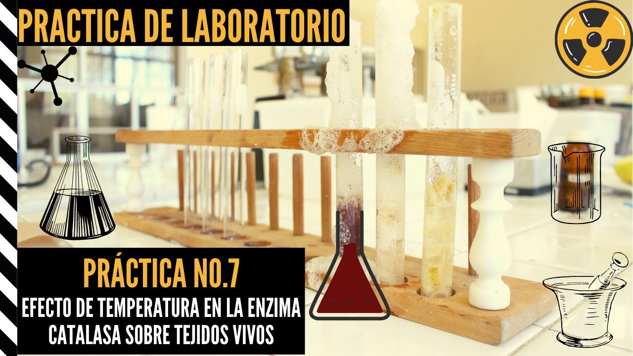 Practica No.7 Efecto de la Temperatura en la Enzima Catalasa sobre algunos Tejidos Vivos