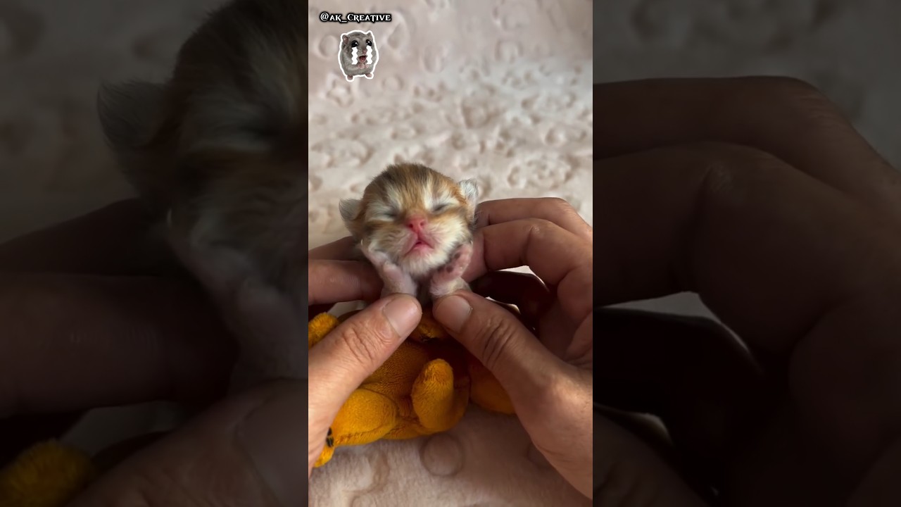 Cute cat Funny Reaction 😆 