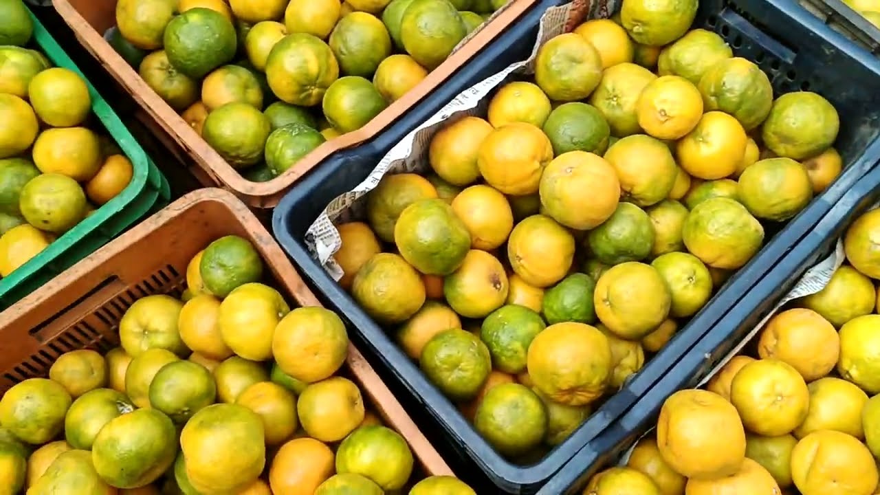 #today #14 March 2026 Batasingaram Orange Market Live Auction 
