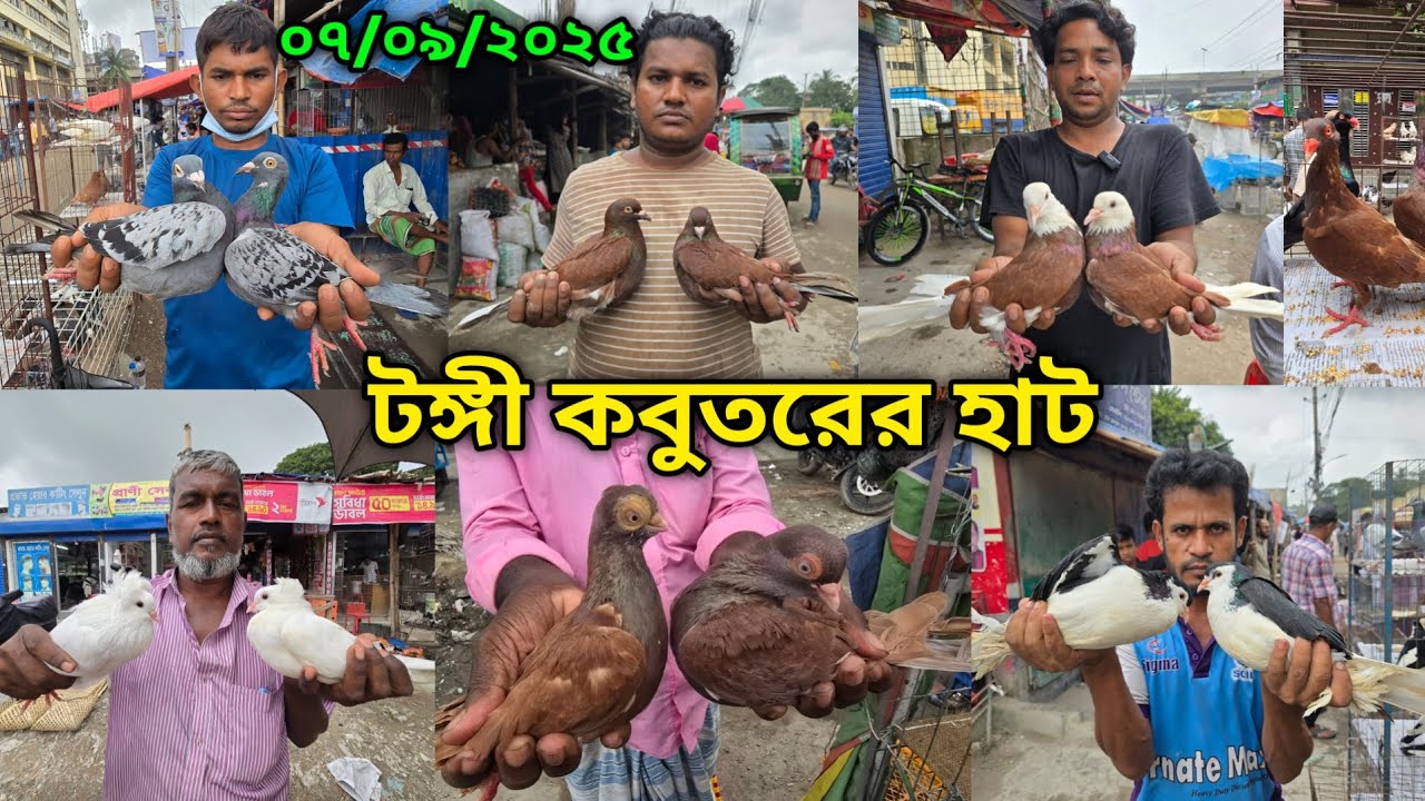 ০৭/০৯/২০২৫ টঙ্গী কবুতরের হাট | Tongi kobutor hat 2025 | Biggest Pigeon Market in Bangladesh 2025