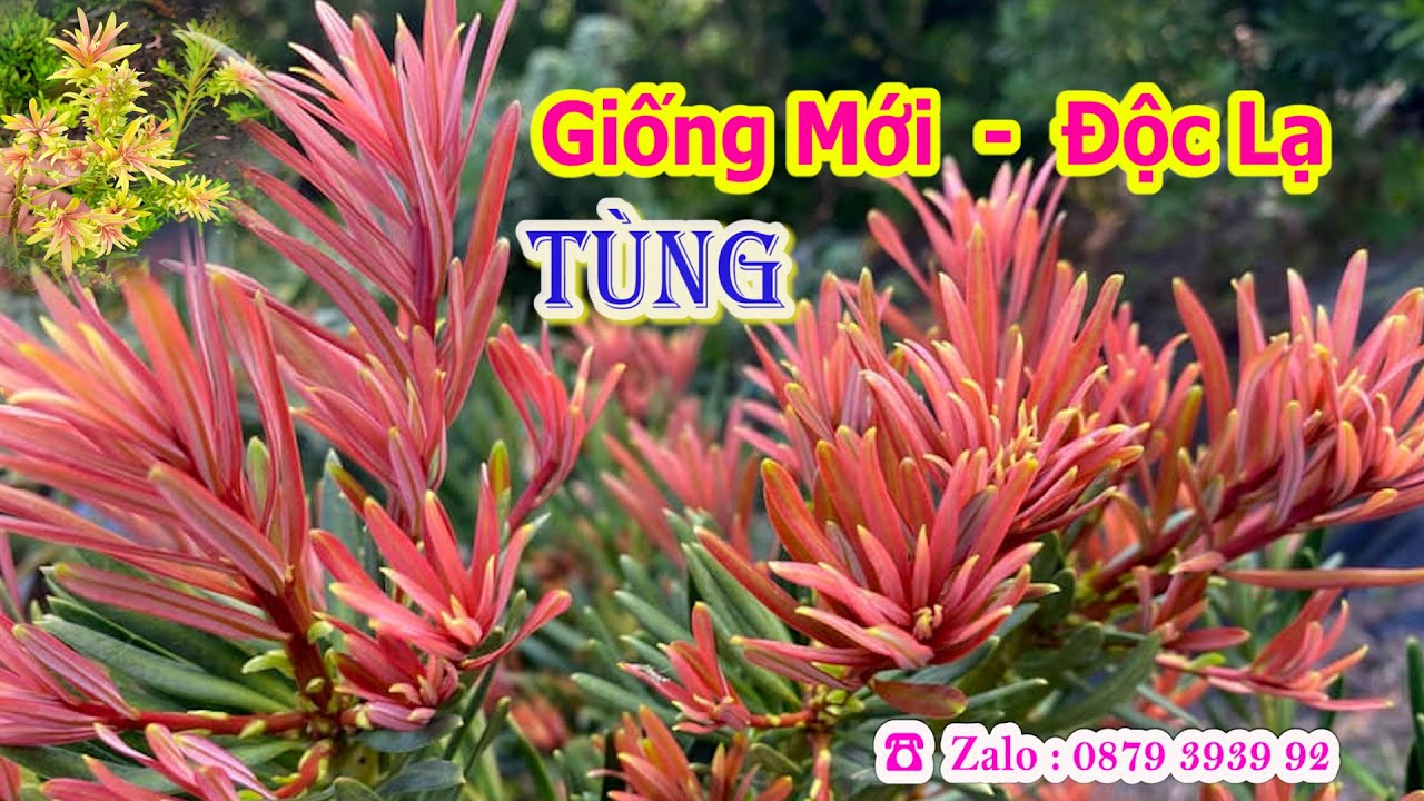 Bộ Sưu Tập Tùng Giống Mới Độc Lạ - Đẹp Mắt - HOT Nhất Thị Trường