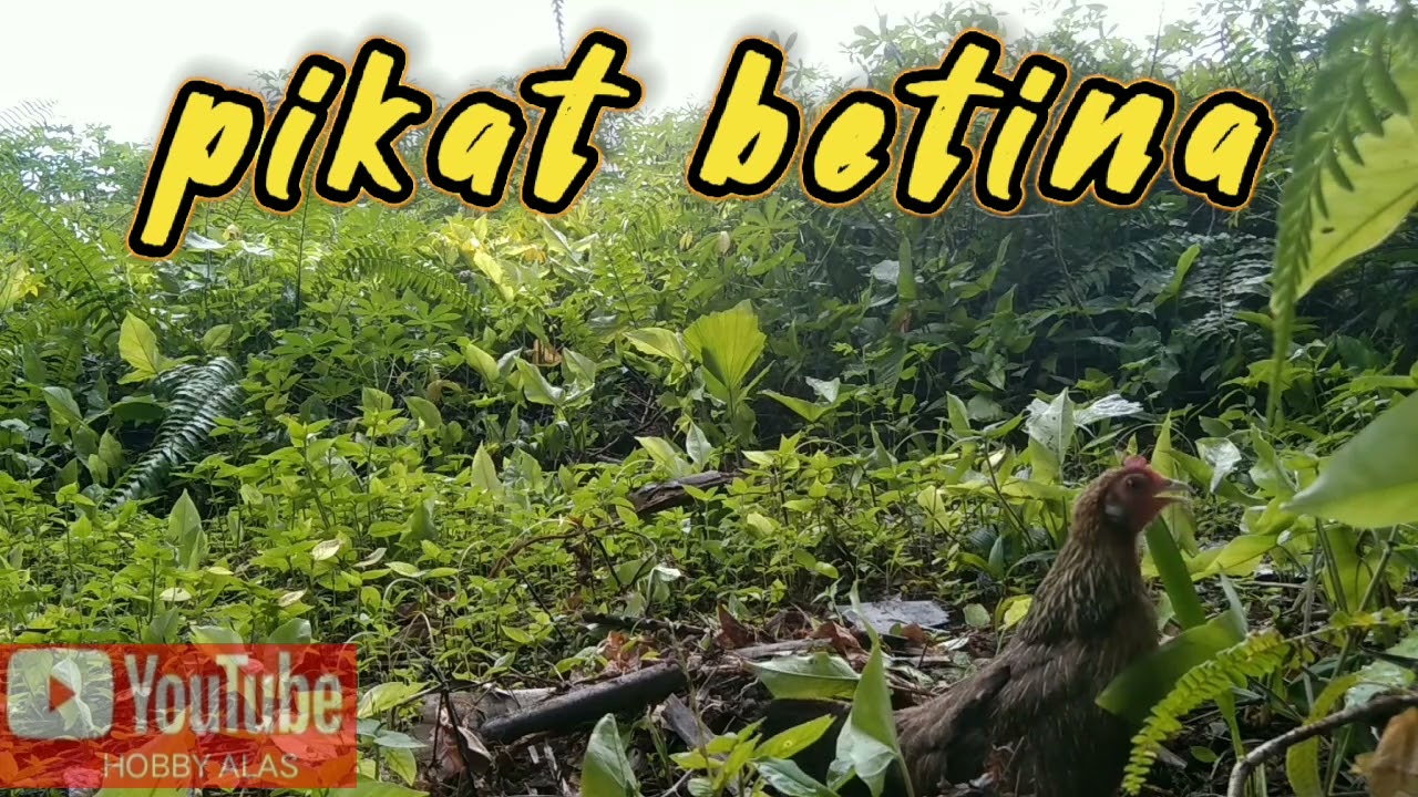pikat ayam hutan betina