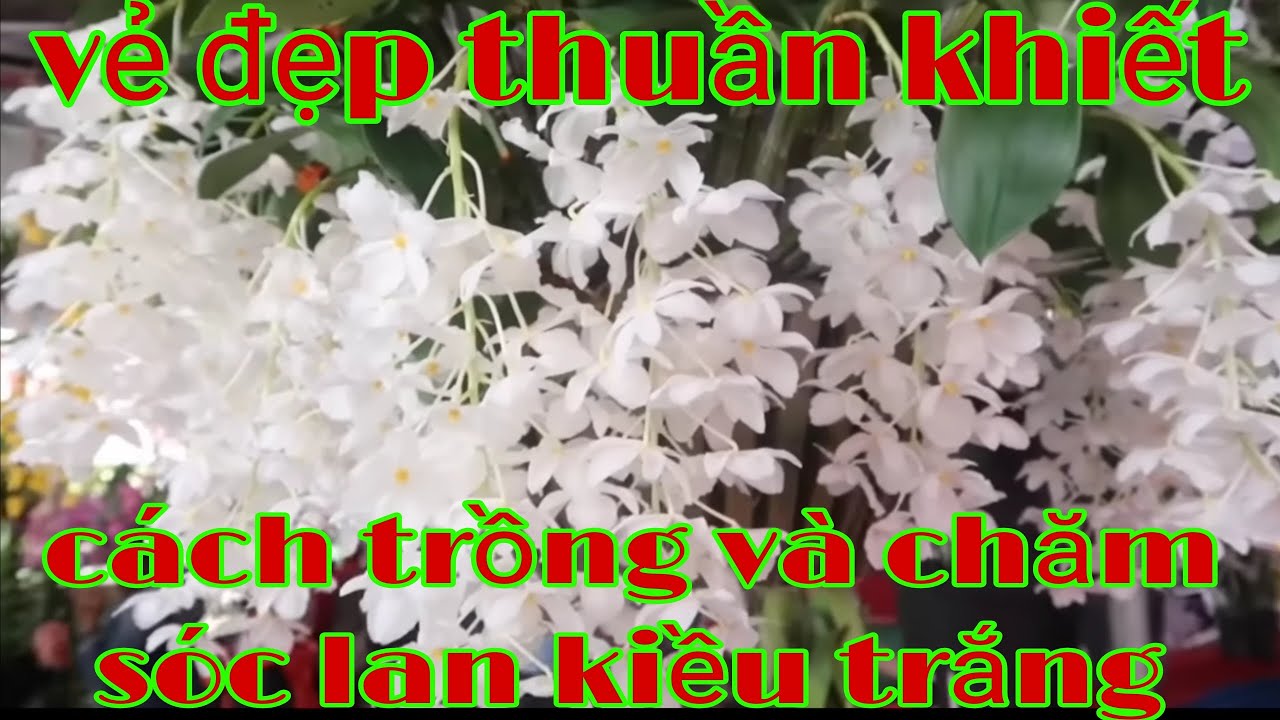 Cách trồng và chăm sóc kiều trắng, kiều trắng đột biến | phong lan rừng phúc vân