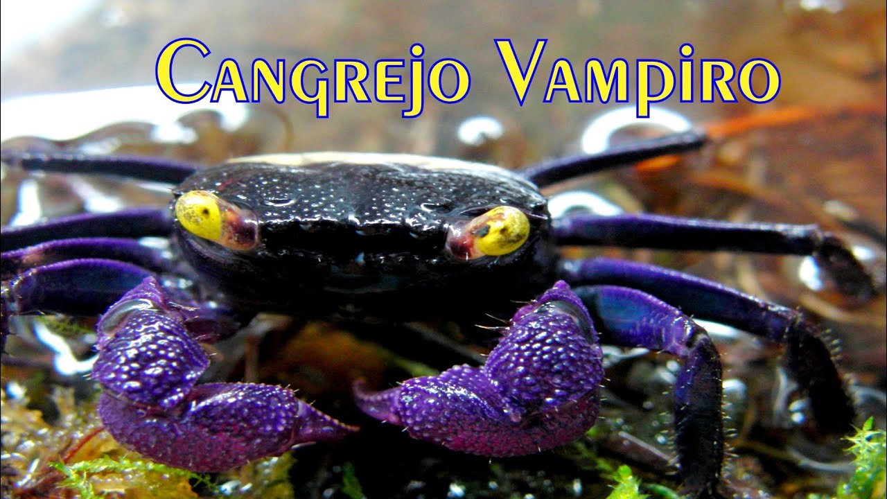 Documental Cangrejo Vampiro (Geosesarma Dennerle)