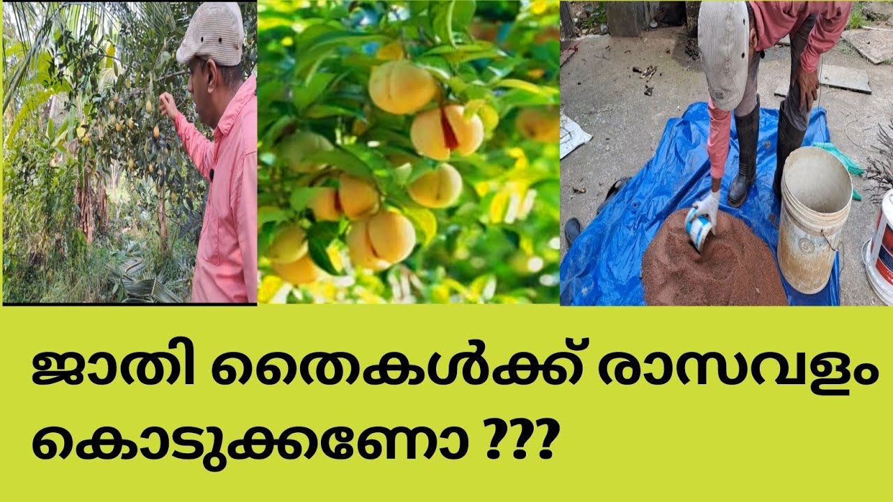ജാതി തൈകളിൽ കൂടുതൽ കായ പിടിച്ചിട്ടുണ്ടെങ്കിൽ ചെയ്യണ്ട വളവും മുൻകരുതലും @kl40moneyfarming