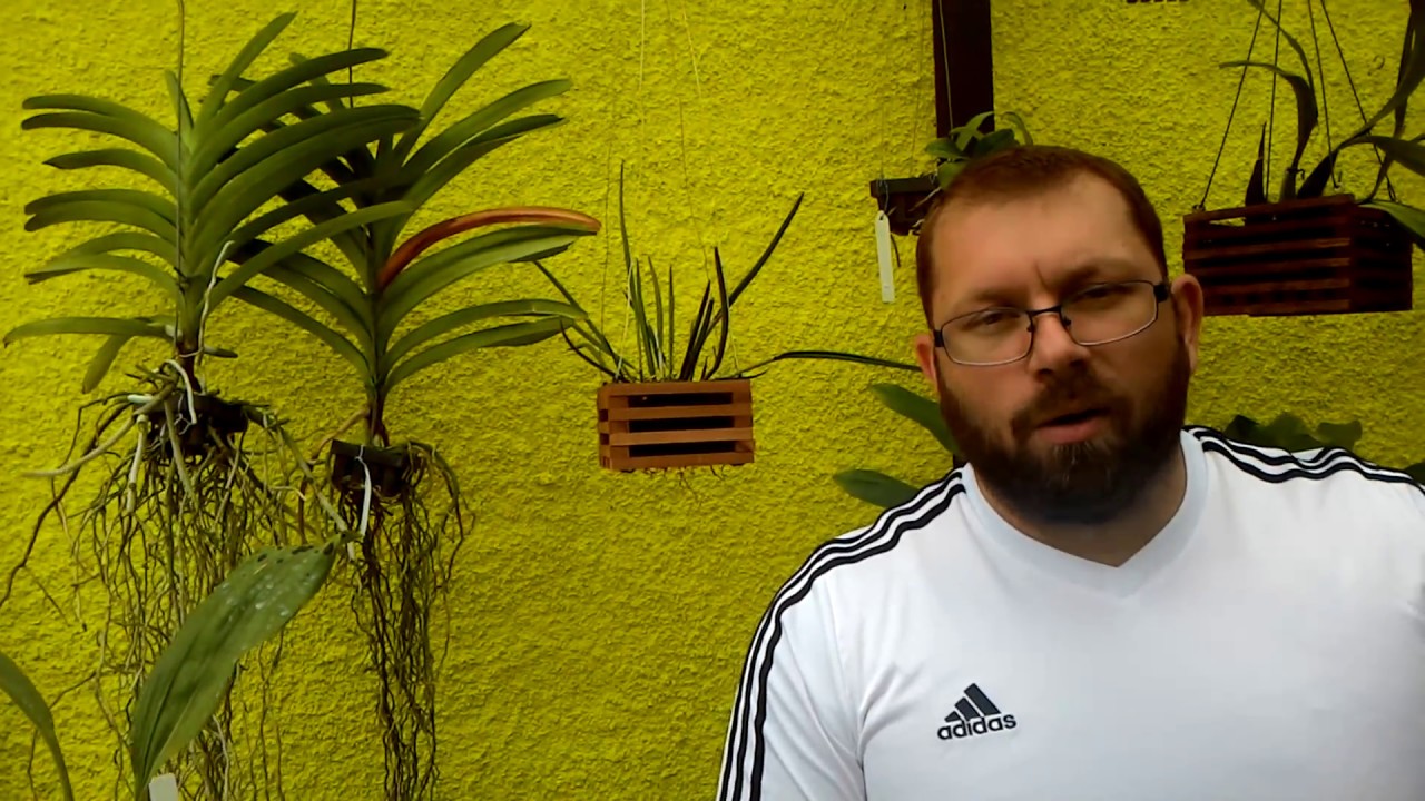 Mito da Denphal e 1 ano de Sorocaba Orquídeas!