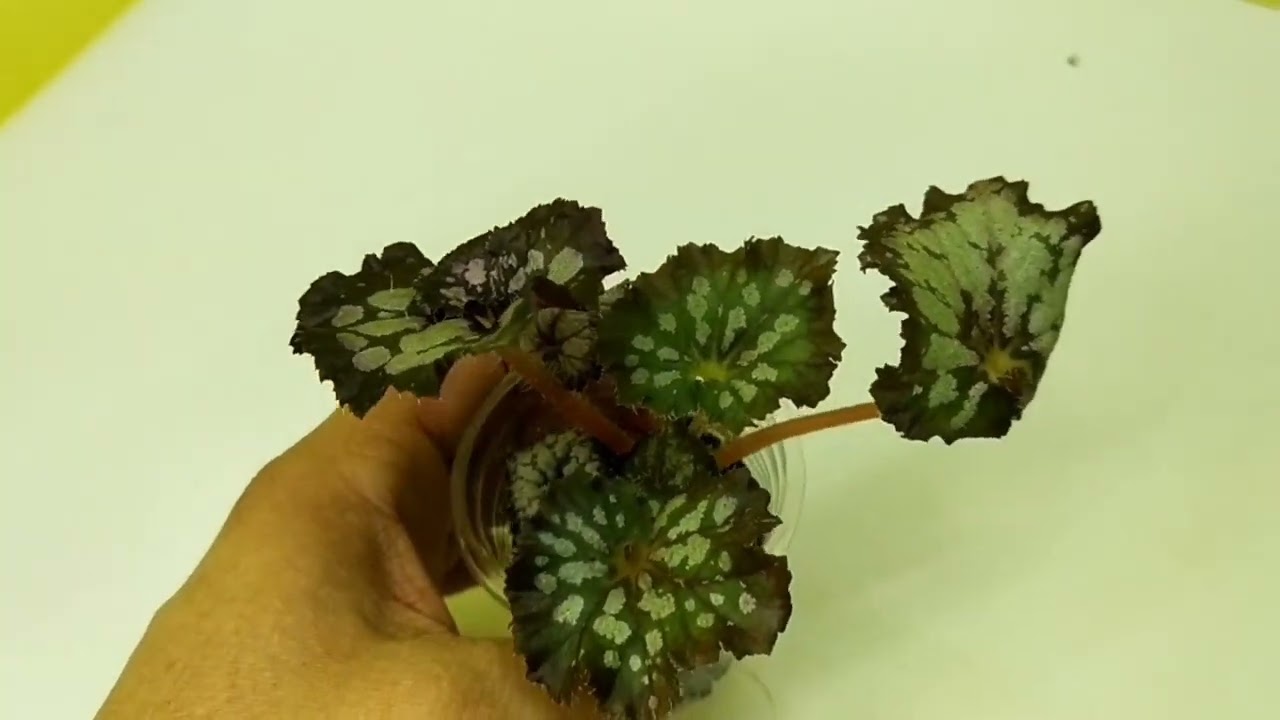 ❤️ Бегонии почтой. Детки и листы.❤️1 часть.