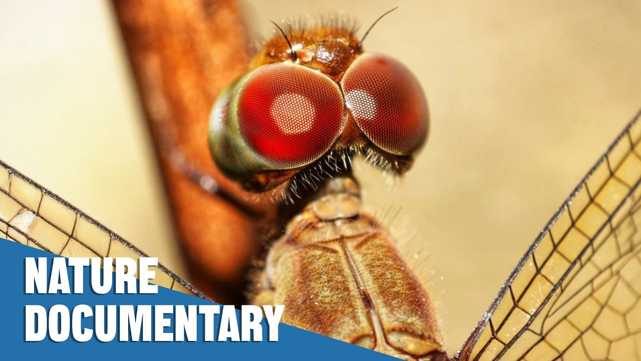 You Won't Believe What Animals Can Do: The World's Most Incredible Super Senses | Nature Documentary