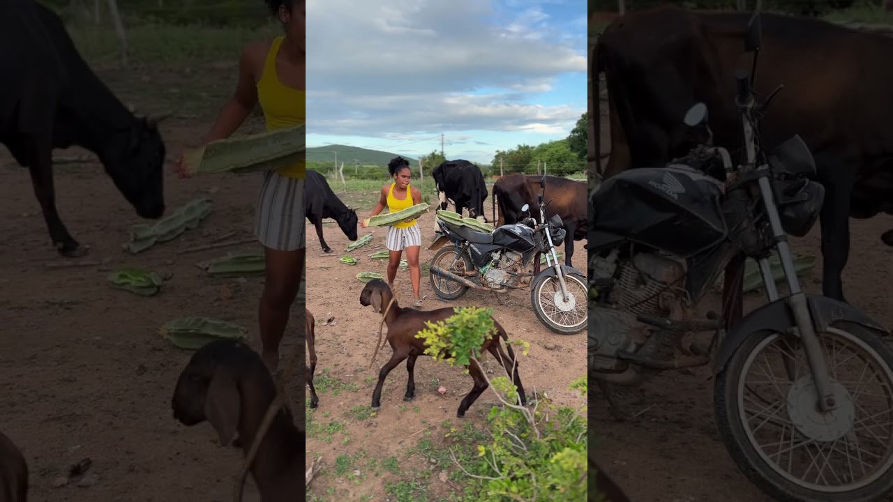 Vida simples : Cortando mandacaru e pouco da minha rotina 