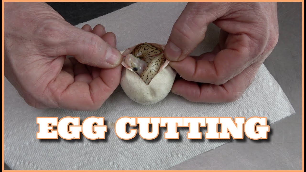 Combo Bamboo Het Clown Ball Pythons Egg Cutting!