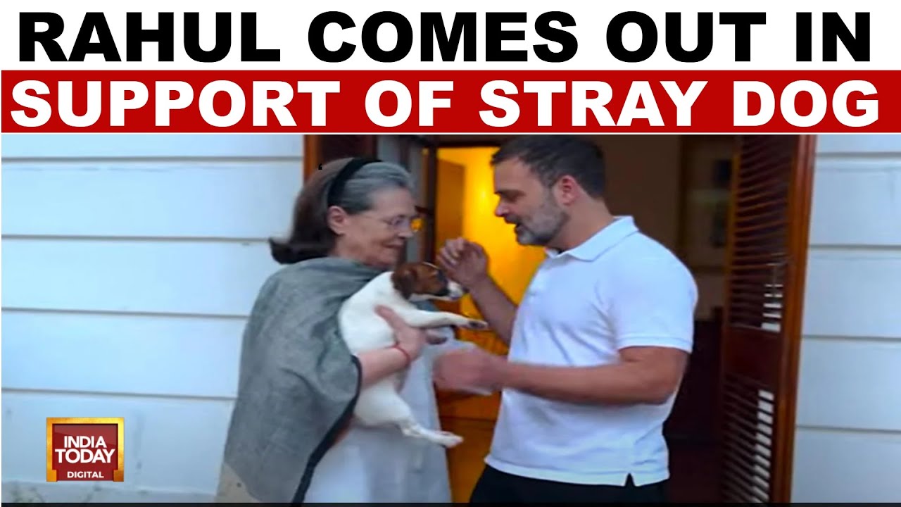 'Cruel And Short-Sighted': Rahul Gandhi Slam Supreme Court’s Stray Dog Removal Order | India Today