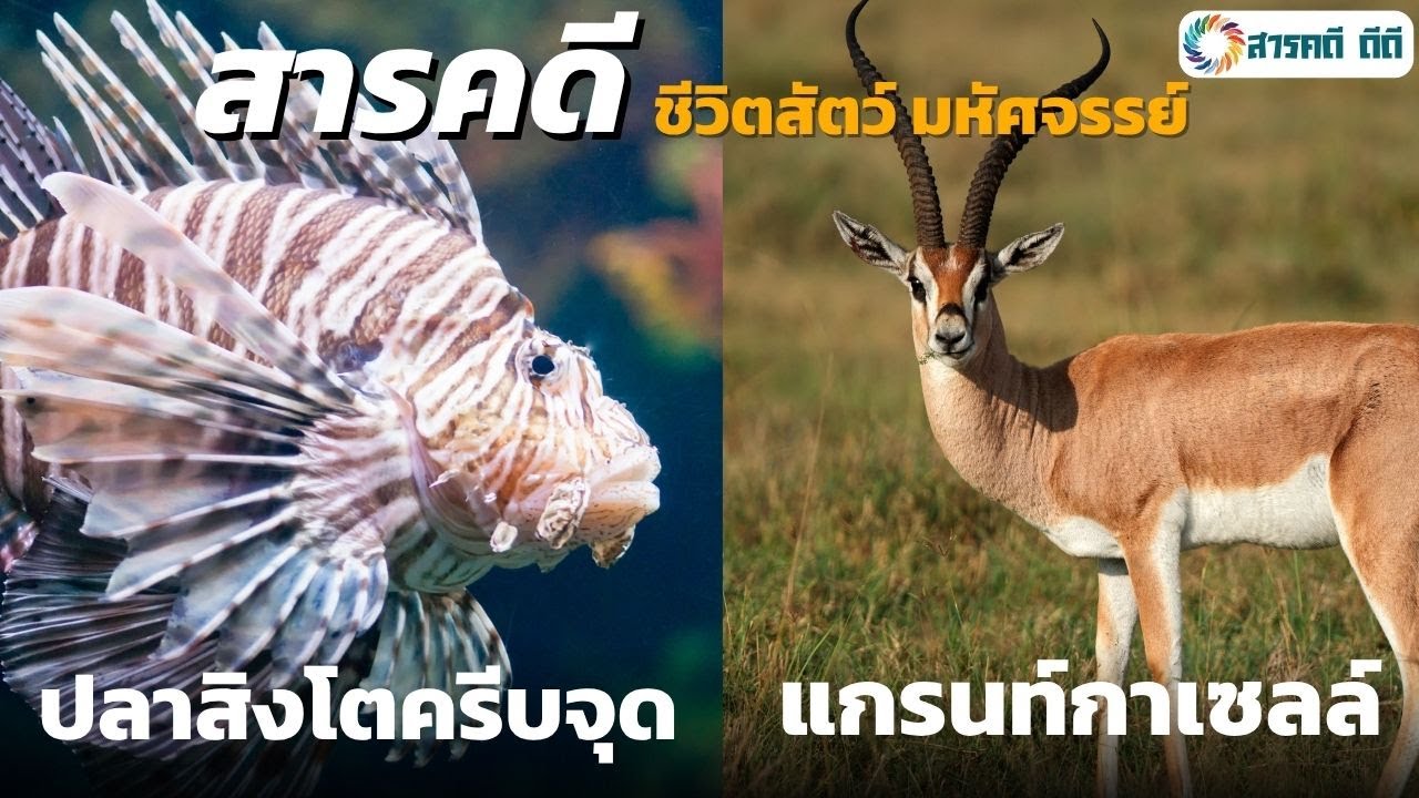 สารคดี ปลาสิงโตครีบจุด และ สารคดี แกรนท์กาเซลล์  รวม 2 เรื่อง