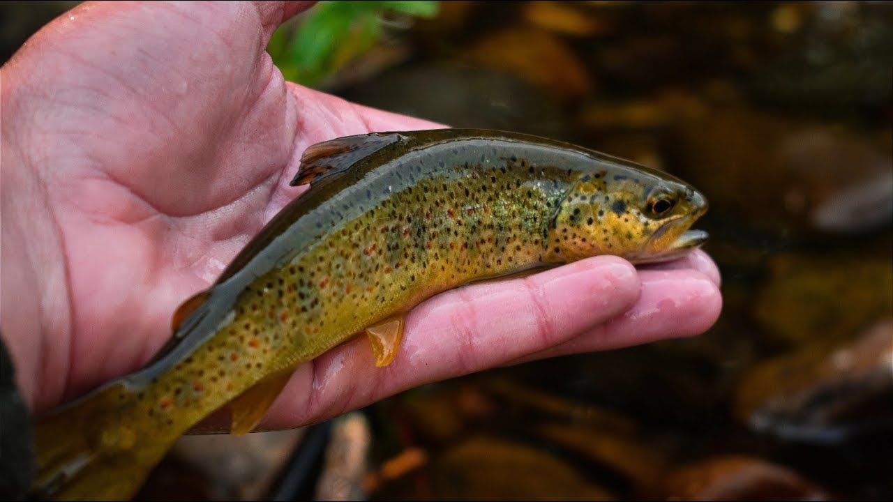 Insane trout fishing time with spinners!!