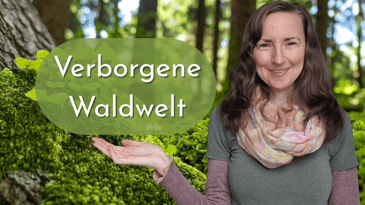 Waldwissen zum Eintauchen: Moose, Bäume & Mythen