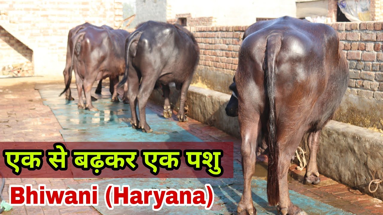 भिवानी में खड़ा है शानदार पशुधन || एक से बढ़कर एक मुर्राह के नगीने 😍