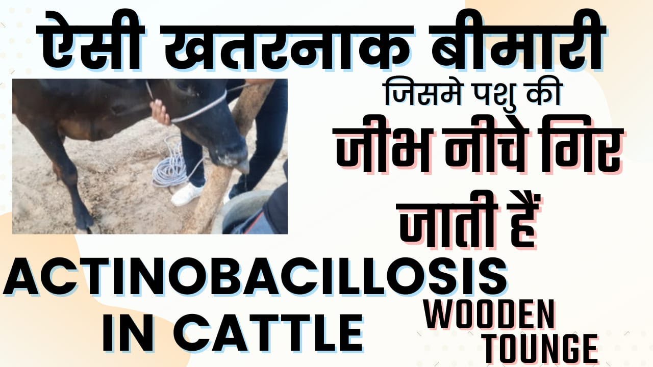 Wooden Tongue Actinobacillosis in cattle     Ramawat