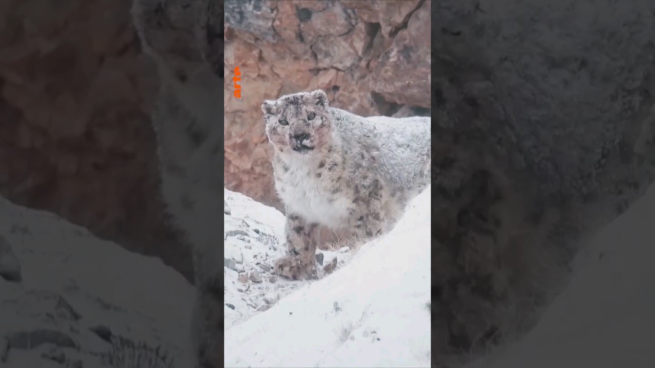 Un fois dans la vie 🐆❄️  #Panth&egrave;reDesNeiges #documentaire #arte