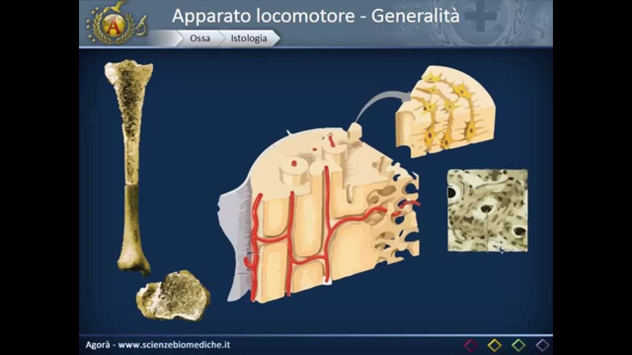 Generalit&agrave; sull'apparato locomotore
