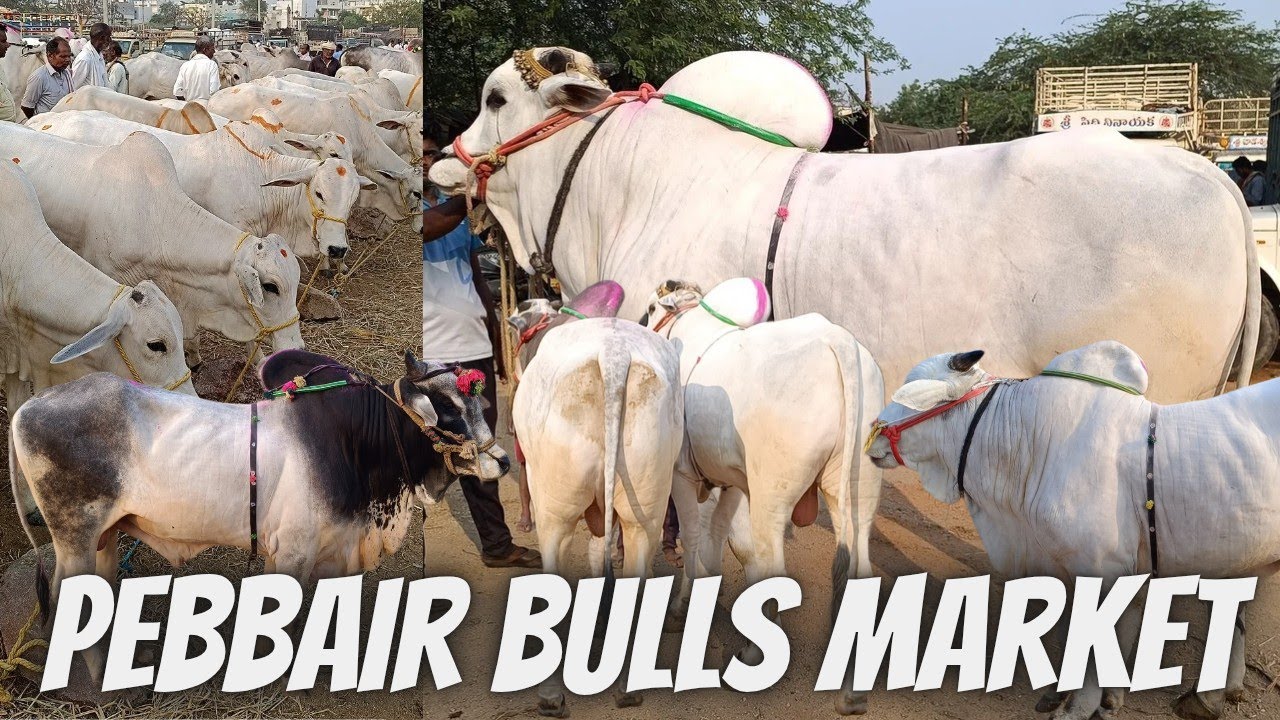 Pebbair Bulls Market Biggest Size Pure Ongole Cattles & In Pebbair Market Prices 19-4-2025